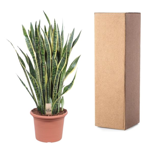 Sansevieria Laurentii ↨100cm-ø35cm - Afbeelding 3