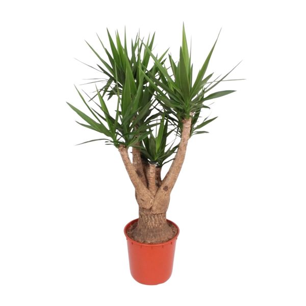 Yucca Elephantipes ↨160cm-ø34cm