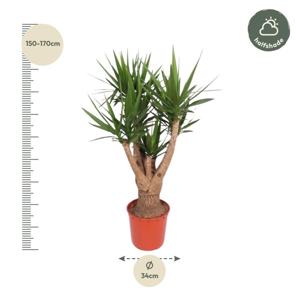 Yucca Elephantipes ↨160cm-ø34cm - Afbeelding 2