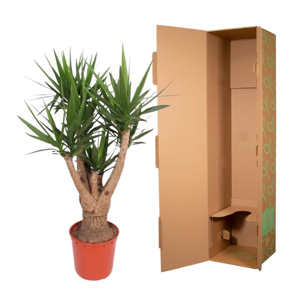 Yucca Elephantipes ↨160cm-ø34cm - Afbeelding 3