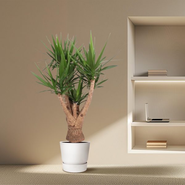 Yucca Elephantipes ↨160cm-ø34cm - Afbeelding 4