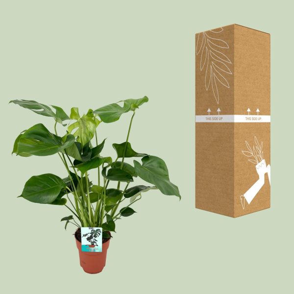Monstera Minima ↨25cm-ø15cm Monstera Deliciosa ↨65cm-ø21cm - Afbeelding 3