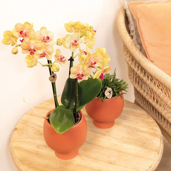 Oranje Phalaenopsis orchidee potmaat Ø9cm - Afbeelding 4
