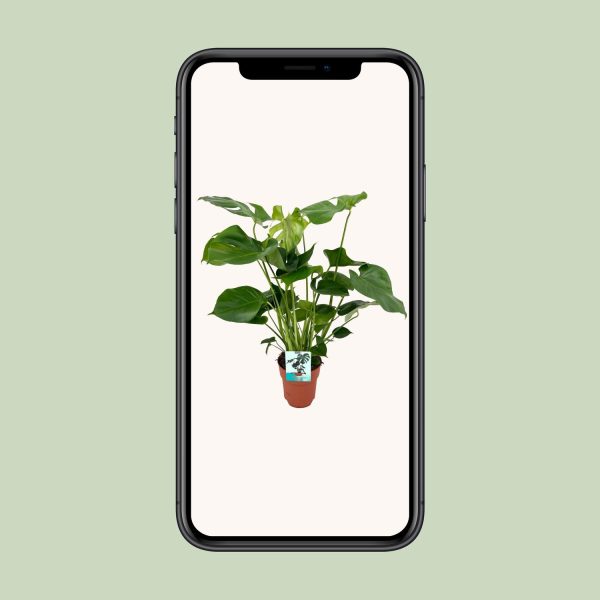 Monstera Minima ↨25cm-ø15cm Monstera Deliciosa ↨65cm-ø21cm - Afbeelding 4