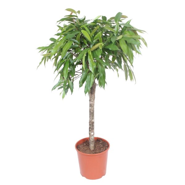 Ficus benjamina stamvorm met weelderige groene bladeren in pot