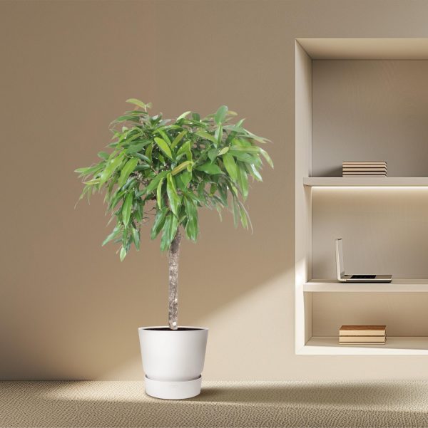 Ficus Alii kamerplant in witte pot met lange, smalle groene bladeren