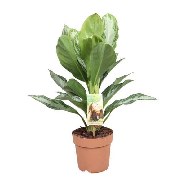 Aglaonema Silver Bay ↨55cm-ø17cm