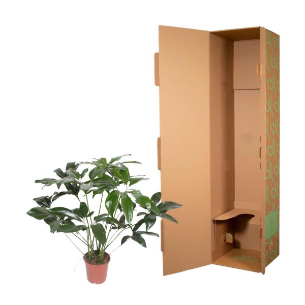 Glanzende Schefflera kamerplant in pot naast open verzenddoos