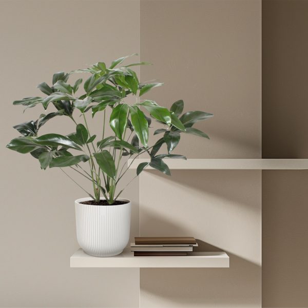 Groene Schefflera arboricola in een wit potje, ideaal voor een luchtzuiverend accent