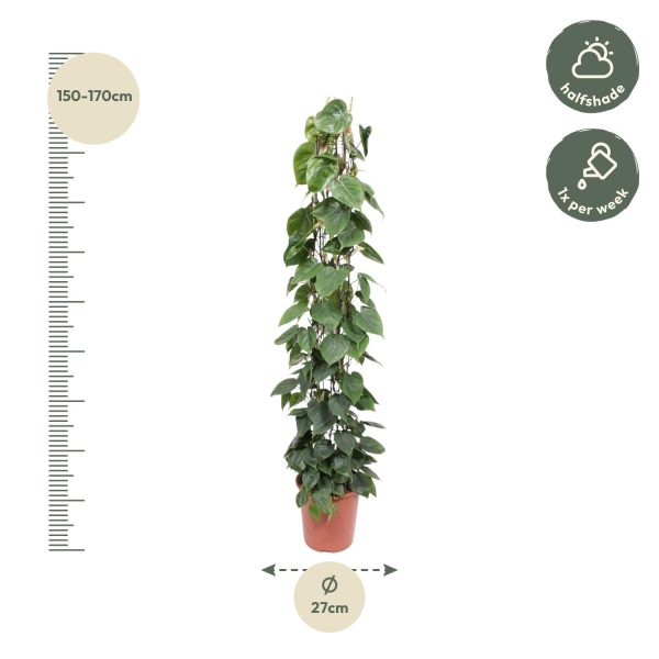 Philodendron Scandens ↨160cm-ø27cm - Afbeelding 2