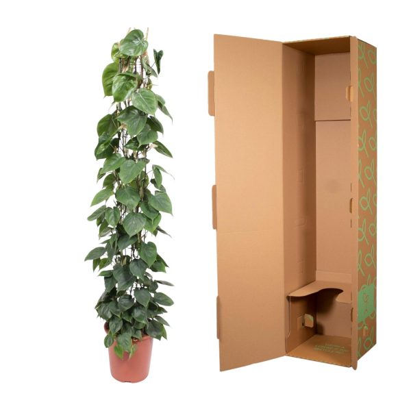 Philodendron Scandens ↨160cm-ø27cm - Afbeelding 3