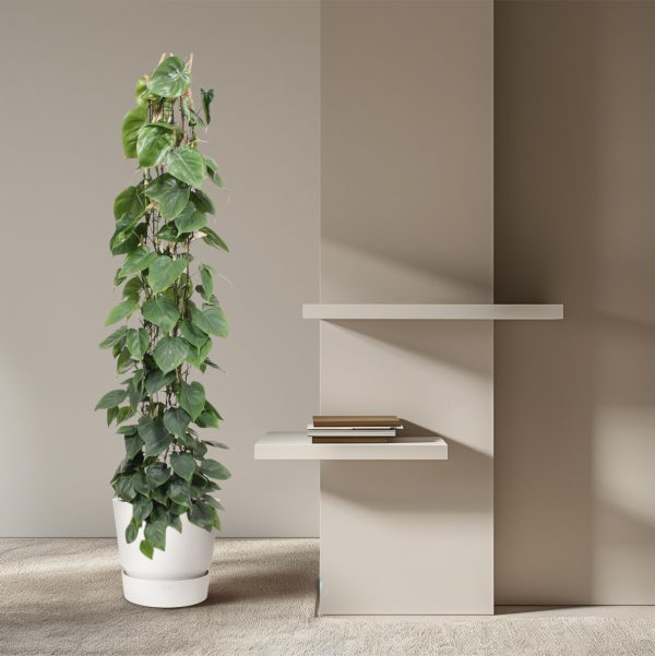 Philodendron Scandens ↨160cm-ø27cm - Afbeelding 4