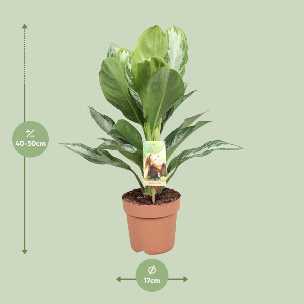 Aglaonema Silver Bay ↨55cm-ø17cm - Afbeelding 2