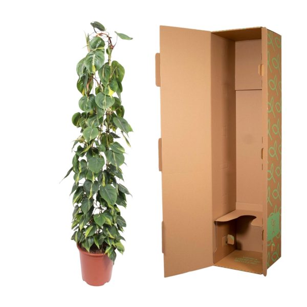 Philodendron Scandens Brasil ↨160cm-ø27cm - Afbeelding 3