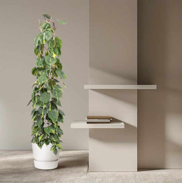 Philodendron Scandens Brasil ↨160cm-ø27cm - Afbeelding 4