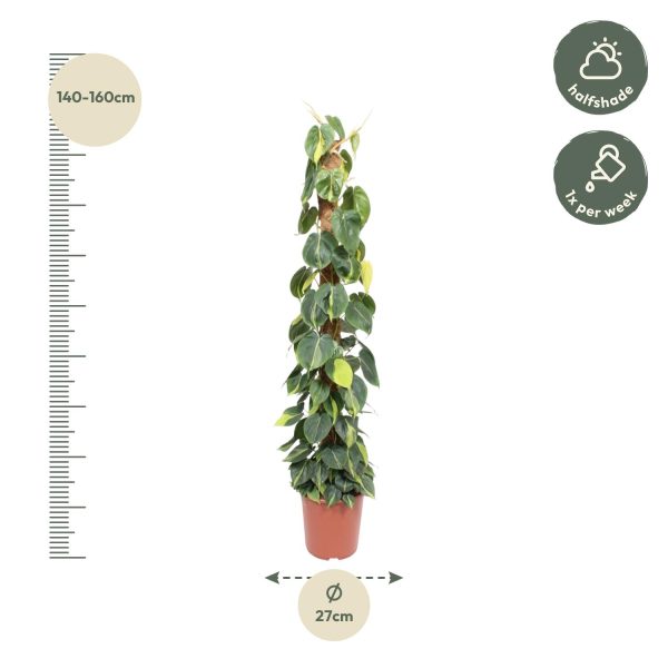 Philodendron Scandens Brasil ↨150cm-ø27cm - Afbeelding 2