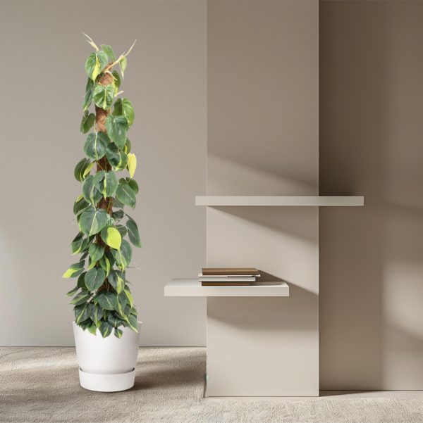 Philodendron Scandens Brasil ↨150cm-ø27cm - Afbeelding 4