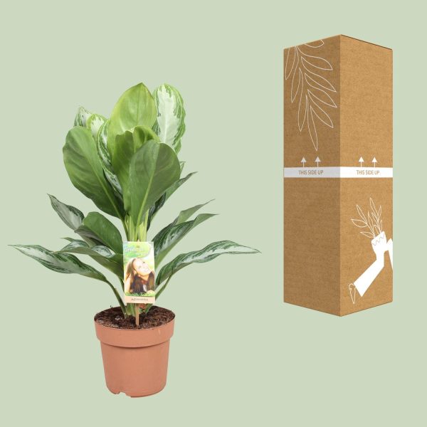 Aglaonema Silver Bay ↨55cm-ø17cm - Afbeelding 3