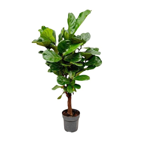 Ficus lyrata (vioolbladplant) met grote groene bladeren in pot