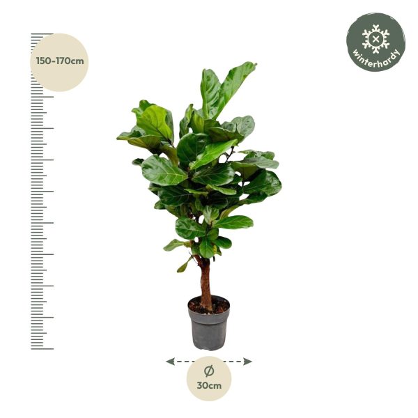 Ficus lyrata (vioolplant) op stam met brede, glanzende groene bladeren