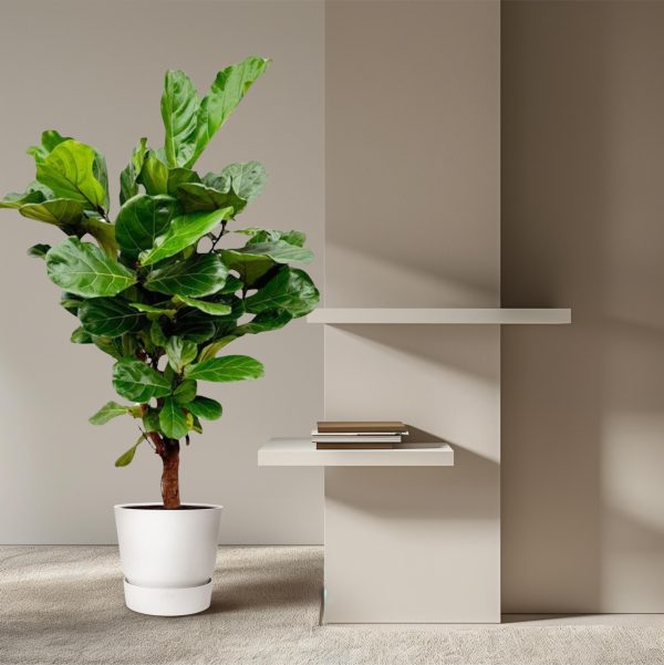 Vioolplant (Ficus lyrata) in witte pot met grote, glanzende bladeren