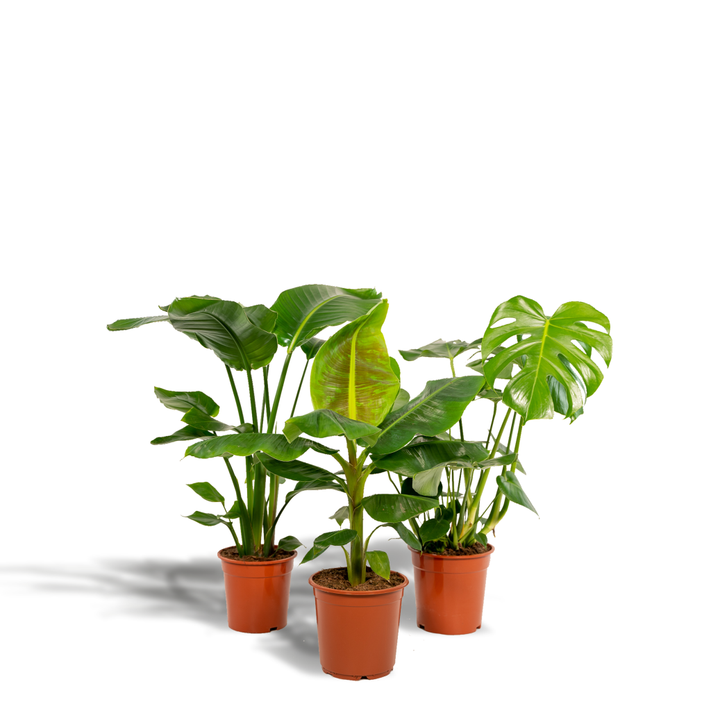 Groene Monstera, bananenplant en Strelitzia in potten