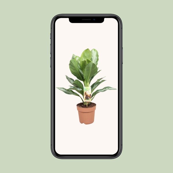Aglaonema Silver Bay ↨55cm-ø17cm - Afbeelding 4