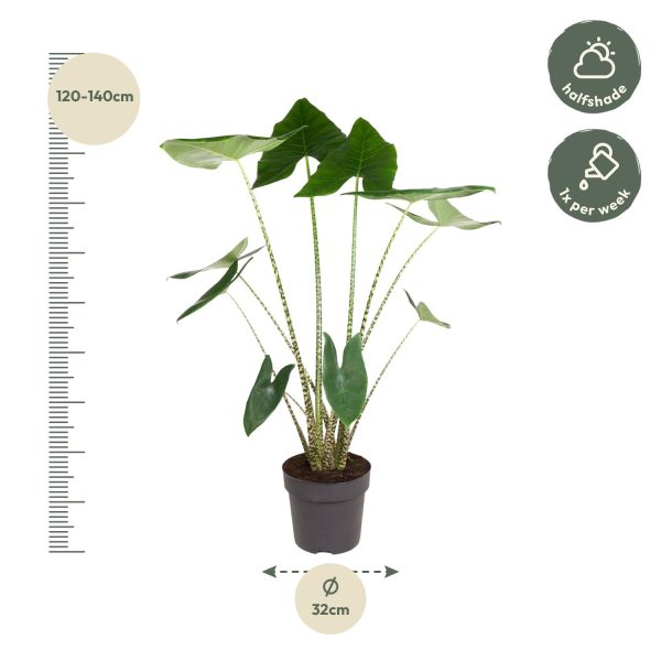 Donkergroene Alocasia zebrina met opvallende gestreepte stelen in pot