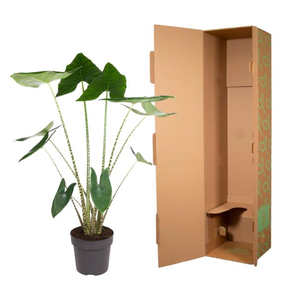 Alocasia zebrina met groene hartvormige bladeren en opvallende gestreepte stelen
