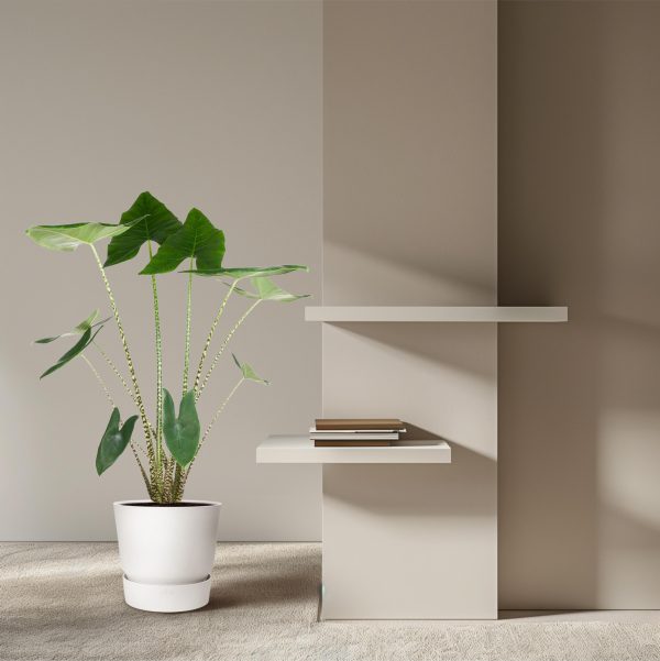 Groene Alocasia Zebrina met opvallende gestreepte stelen in witte sierpot