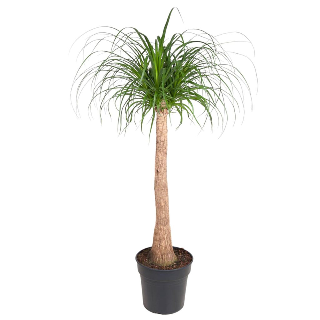 Ponytail palm (Beaucarnea recurvata) met volle groene sierlijke bladeren in pot