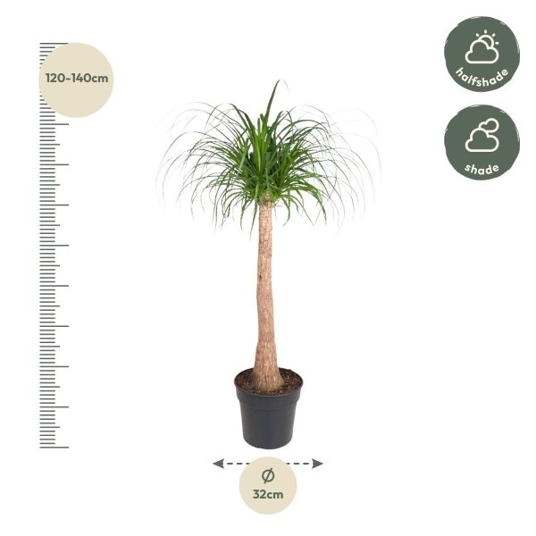 Prachtige Beaucarnea recurvata (olifantspoot) met groene, slanke bladeren in pot