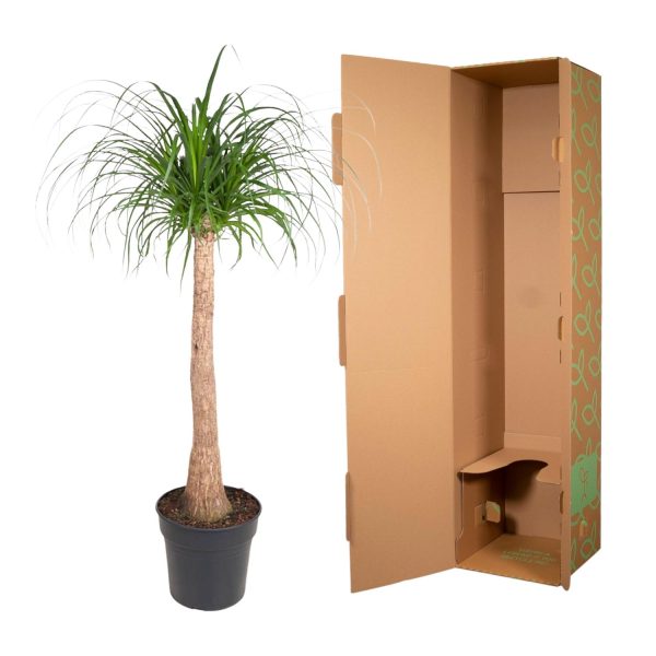 Beaucarnea recurvata (paardenstaartpalm) in pot met sierlijke groene, hangende bladeren.
