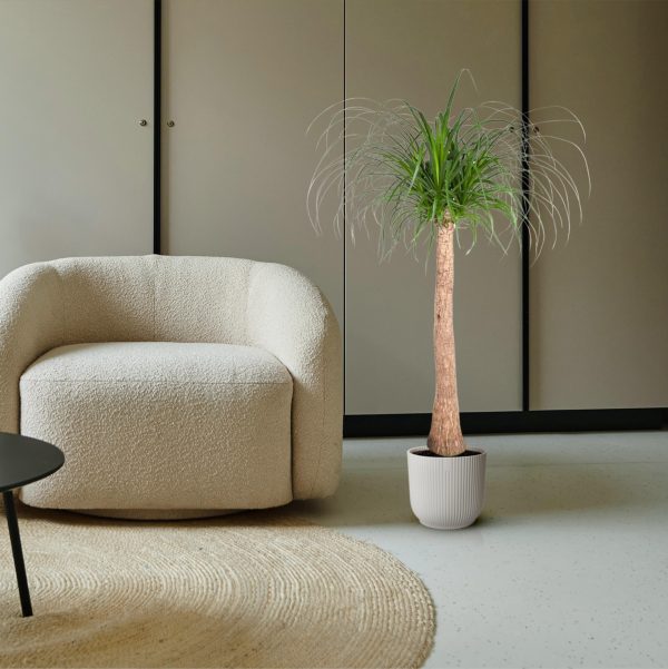 Paardenstaartpalm (Beaucarnea recurvata) met lange smalle, weelderige bladeren in witte pot
