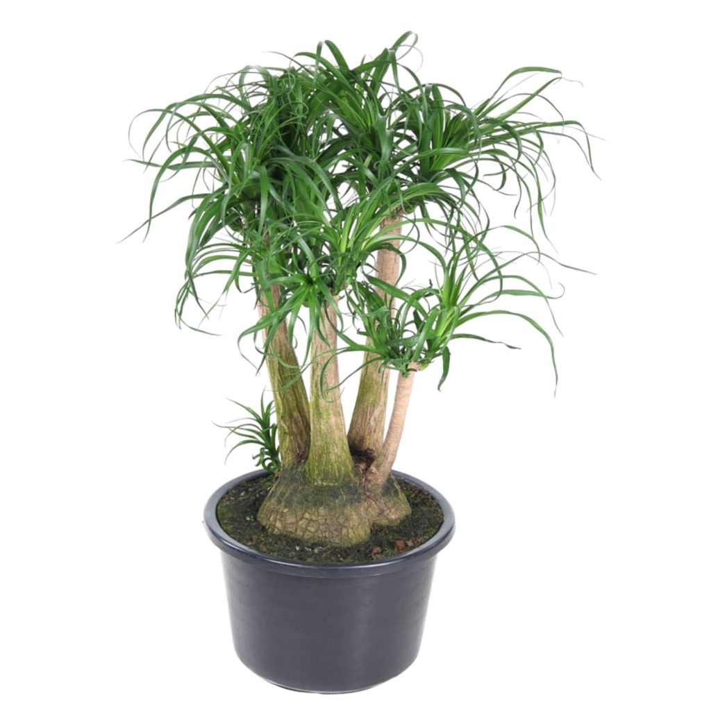 Beaucarnea recurvata (olifantenpootpalm) met lange, groene, sierlijk gebogen bladeren
