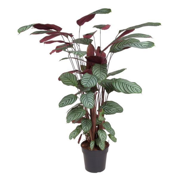 Calathea Oppenheimiana ↨130cm-ø27cm