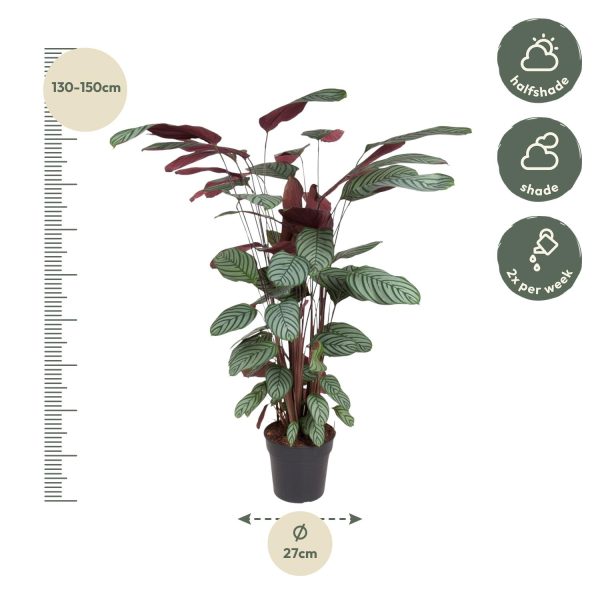 Calathea Oppenheimiana ↨130cm-ø27cm - Afbeelding 2