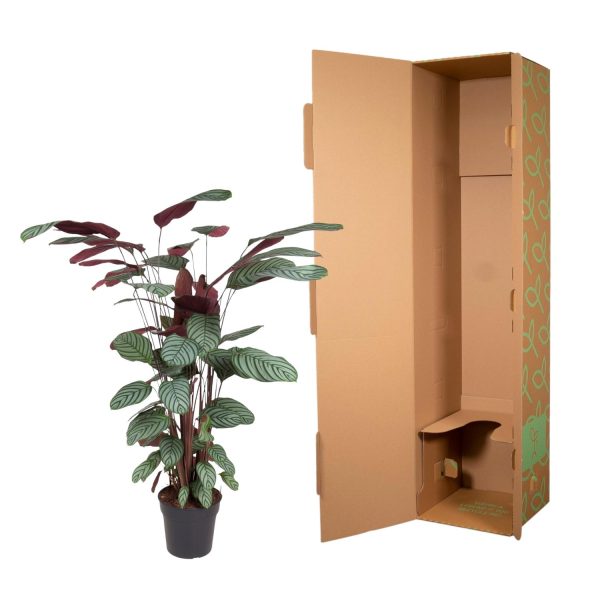 Calathea Oppenheimiana ↨130cm-ø27cm - Afbeelding 3