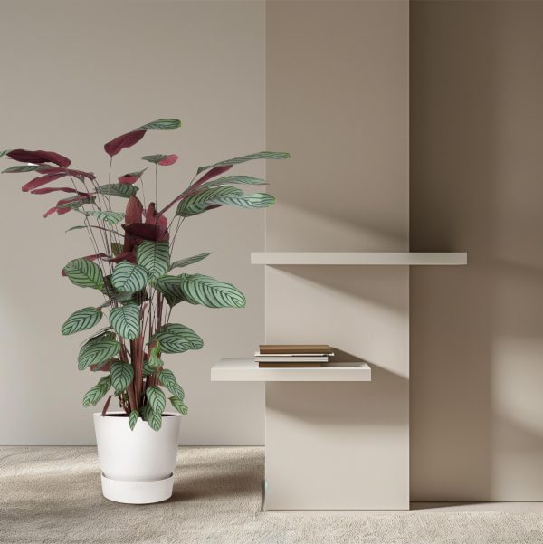 Calathea Oppenheimiana ↨130cm-ø27cm - Afbeelding 4