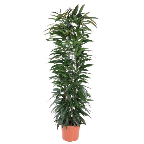 Ficus Alii kamerplant met lange smalle bladeren voor een stijlvolle interieur