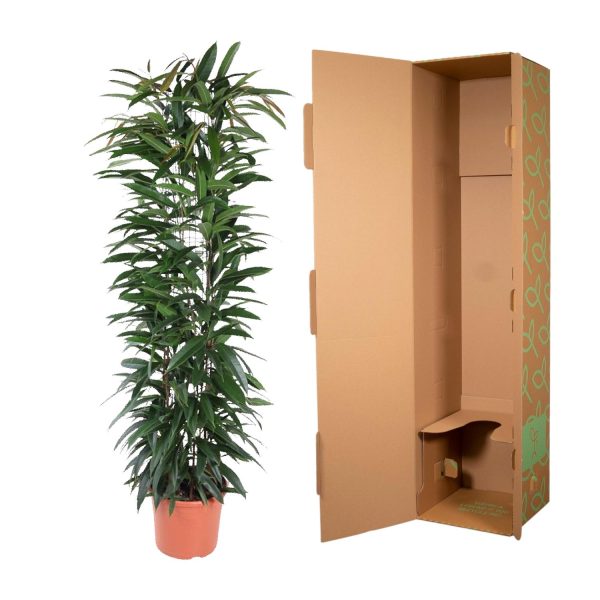 Ficus Alii kamerplant met slanke groene bladeren, klaar voor verzending