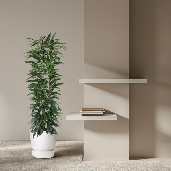 Ficus Alii in strakke pot met slanke bladeren en elegante uitstraling