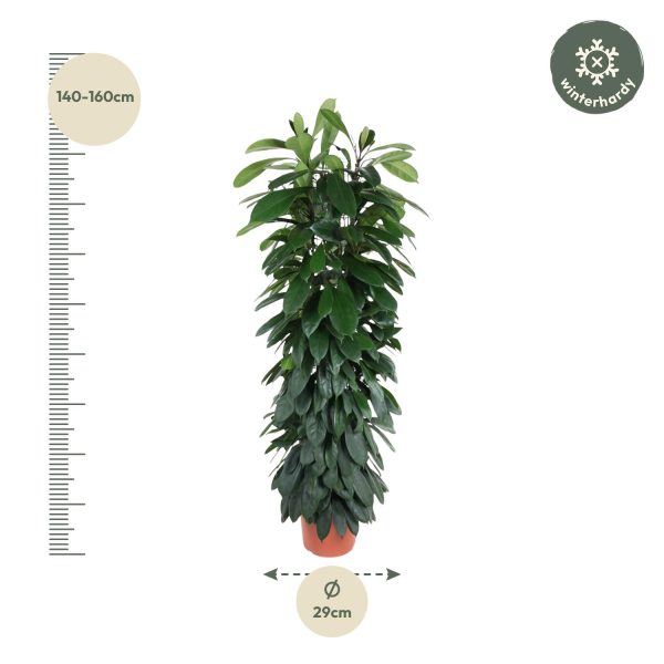 Ficus Cyatistipula ↨150cm-ø29cm - Afbeelding 2