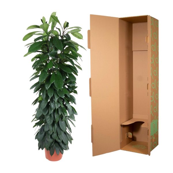 Ficus Cyatistipula ↨150cm-ø29cm - Afbeelding 3