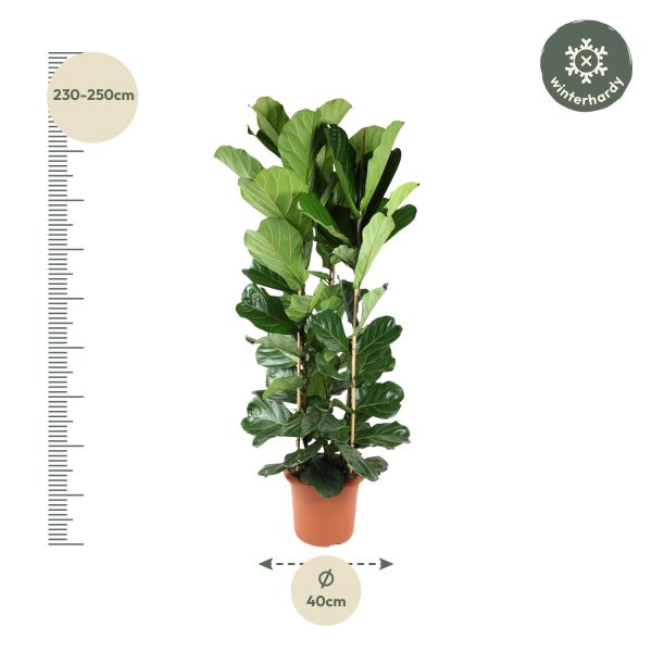 Ficus Lyrata Struik ↨240cm-ø40cm - Afbeelding 2