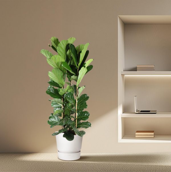 Ficus Lyrata Struik ↨240cm-ø40cm - Afbeelding 4