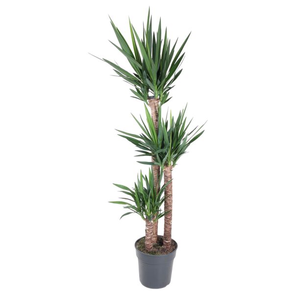 Yucca Elephantipes ↨170cm-ø31cm