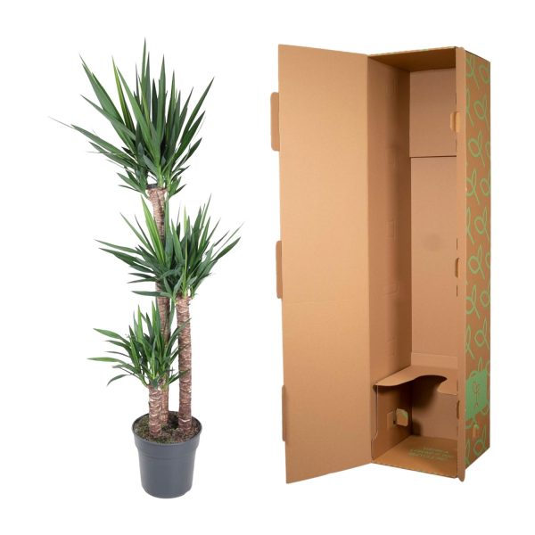 Yucca Elephantipes ↨170cm-ø31cm - Afbeelding 3