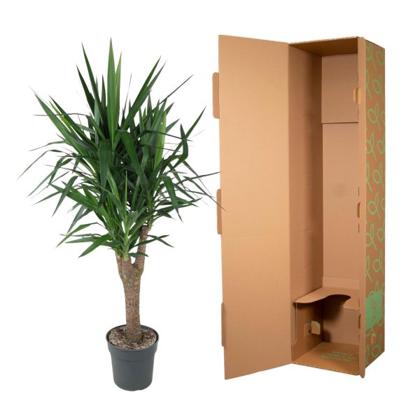 Yucca Elephantipes ↨150cm-ø31cm - Afbeelding 3