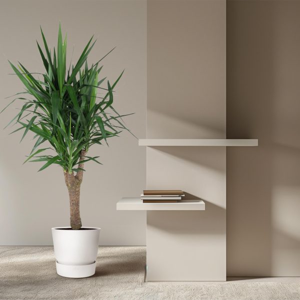Yucca Elephantipes ↨150cm-ø31cm - Afbeelding 4